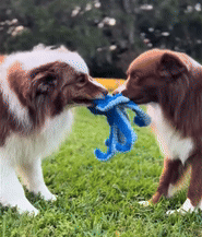 Tuffa Bläckfisken🐙